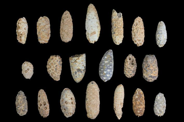Lot: Fossil Seed Cones (Or Aggregate Fruits) - Pieces #148845